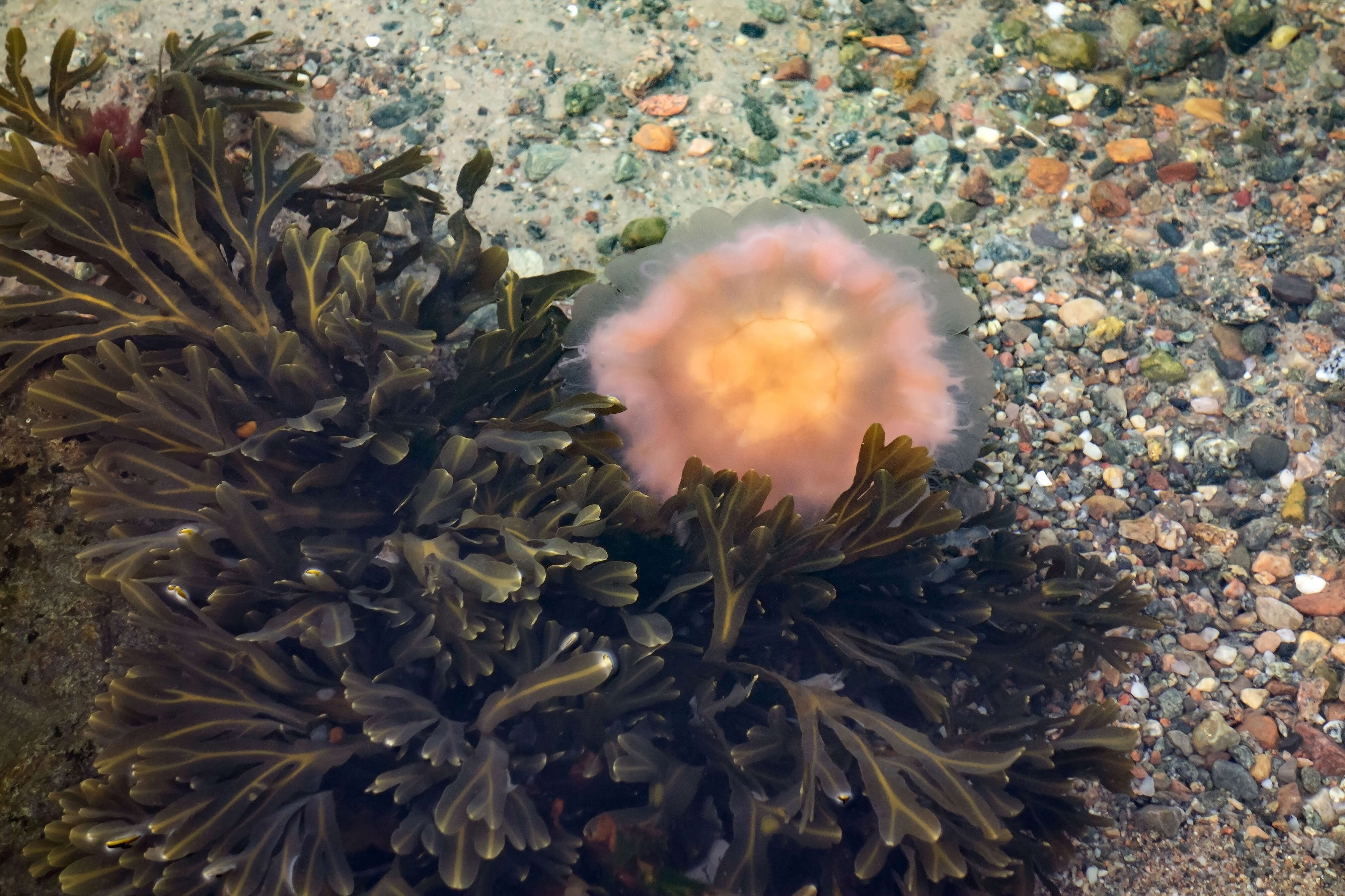 Image of Bladder Wrack