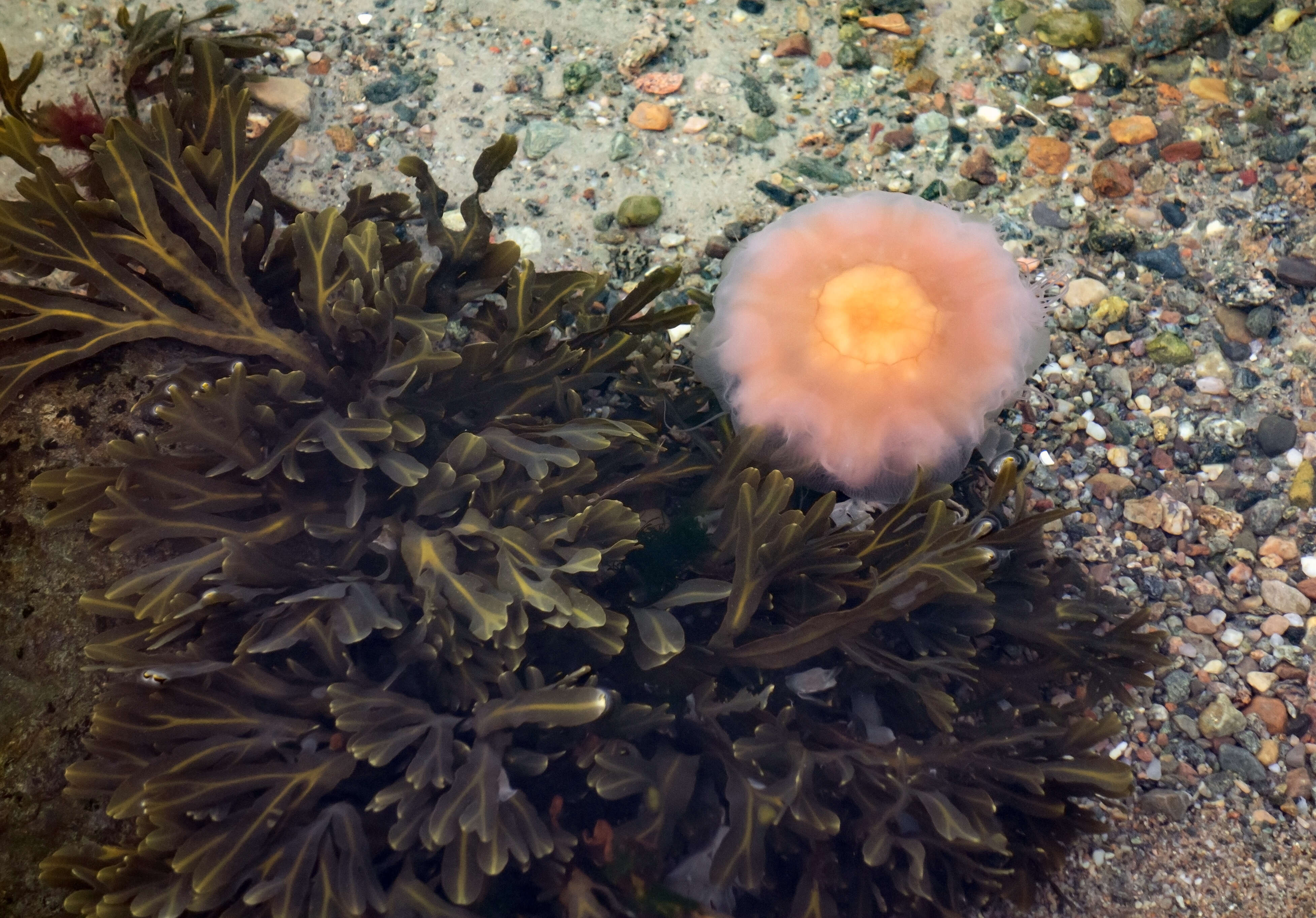 Image of Bladder Wrack