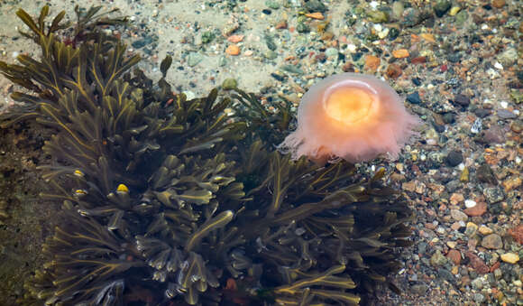 Image of Bladder Wrack