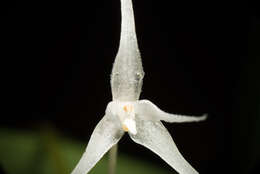 Image of Bulbophyllum laxiflorum (Blume) Lindl.