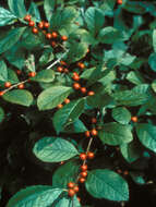 Image of smooth winterberry