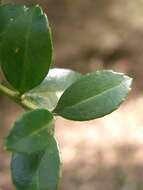 Image of Japanese holly