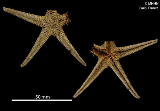 Image of Astropecten bispinosus (Otto 1823)