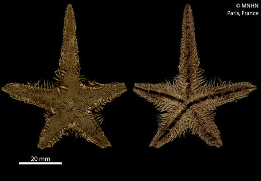 Image of Astropecten polyacanthus Müller & Troschel 1842