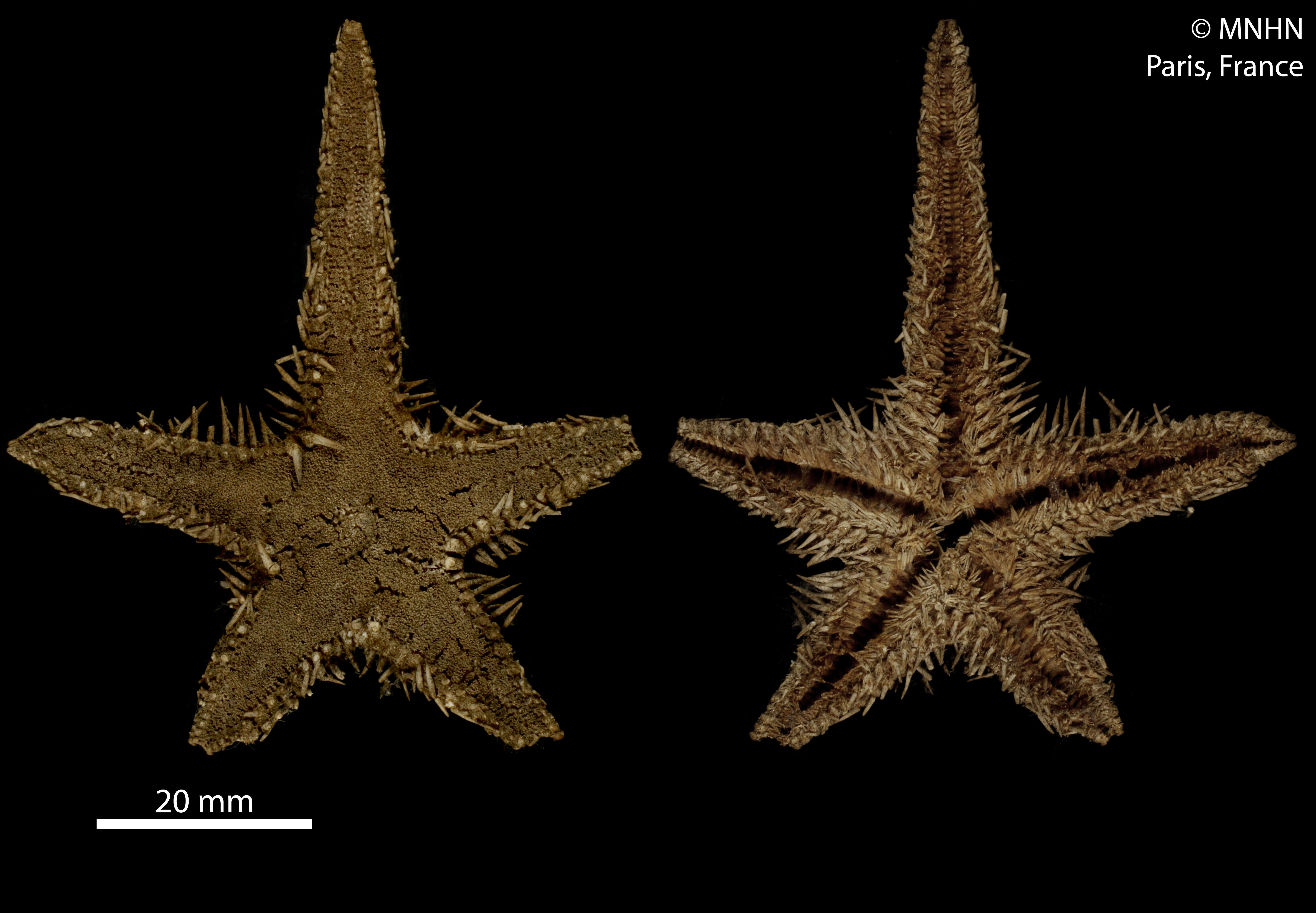 Image of Astropecten polyacanthus Müller & Troschel 1842