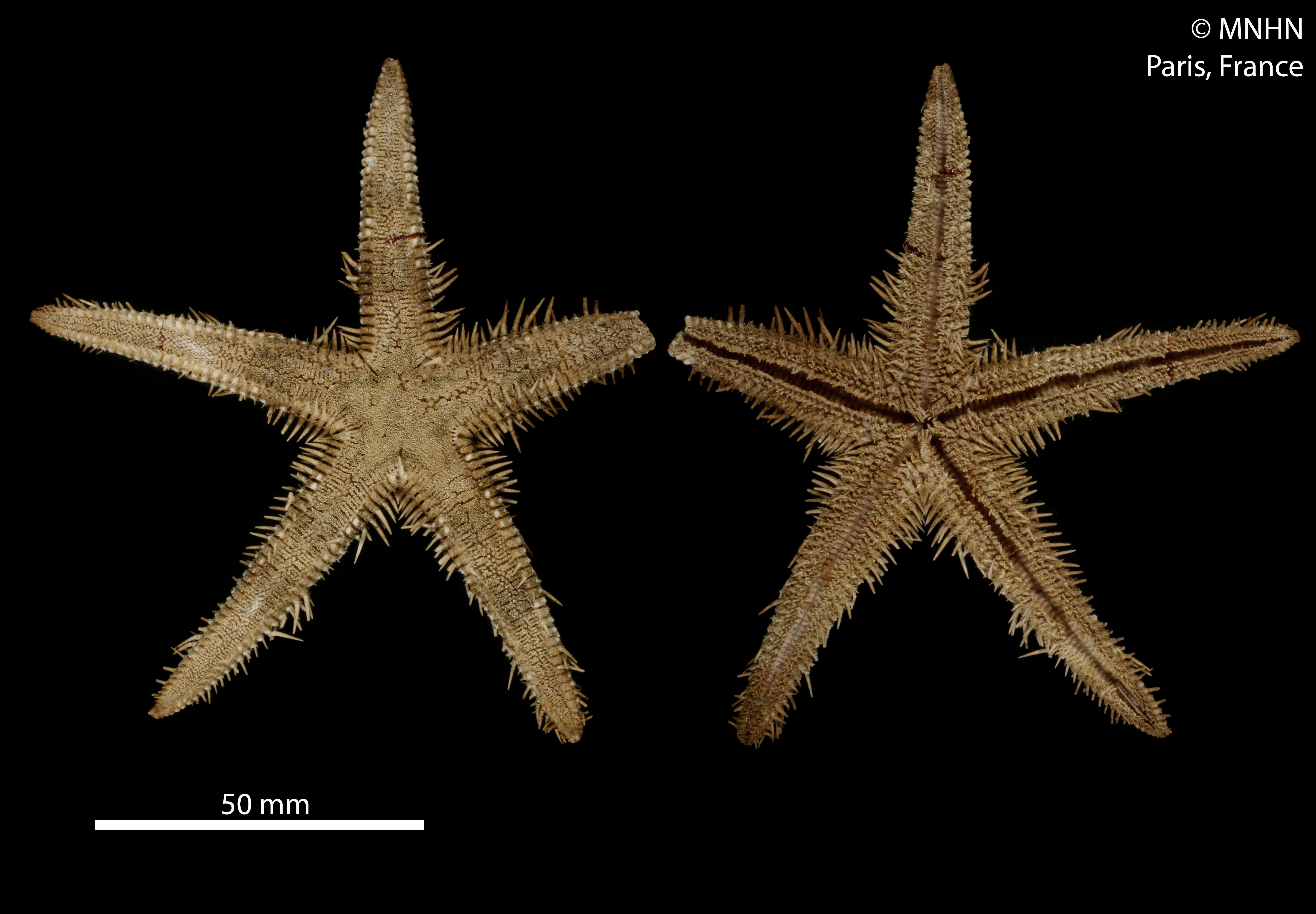 Image of Astropecten polyacanthus Müller & Troschel 1842