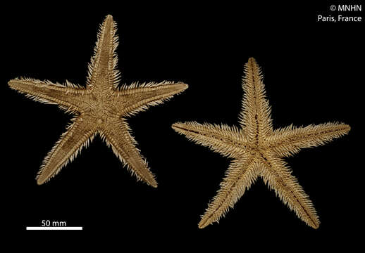 Image of Astropecten polyacanthus Müller & Troschel 1842