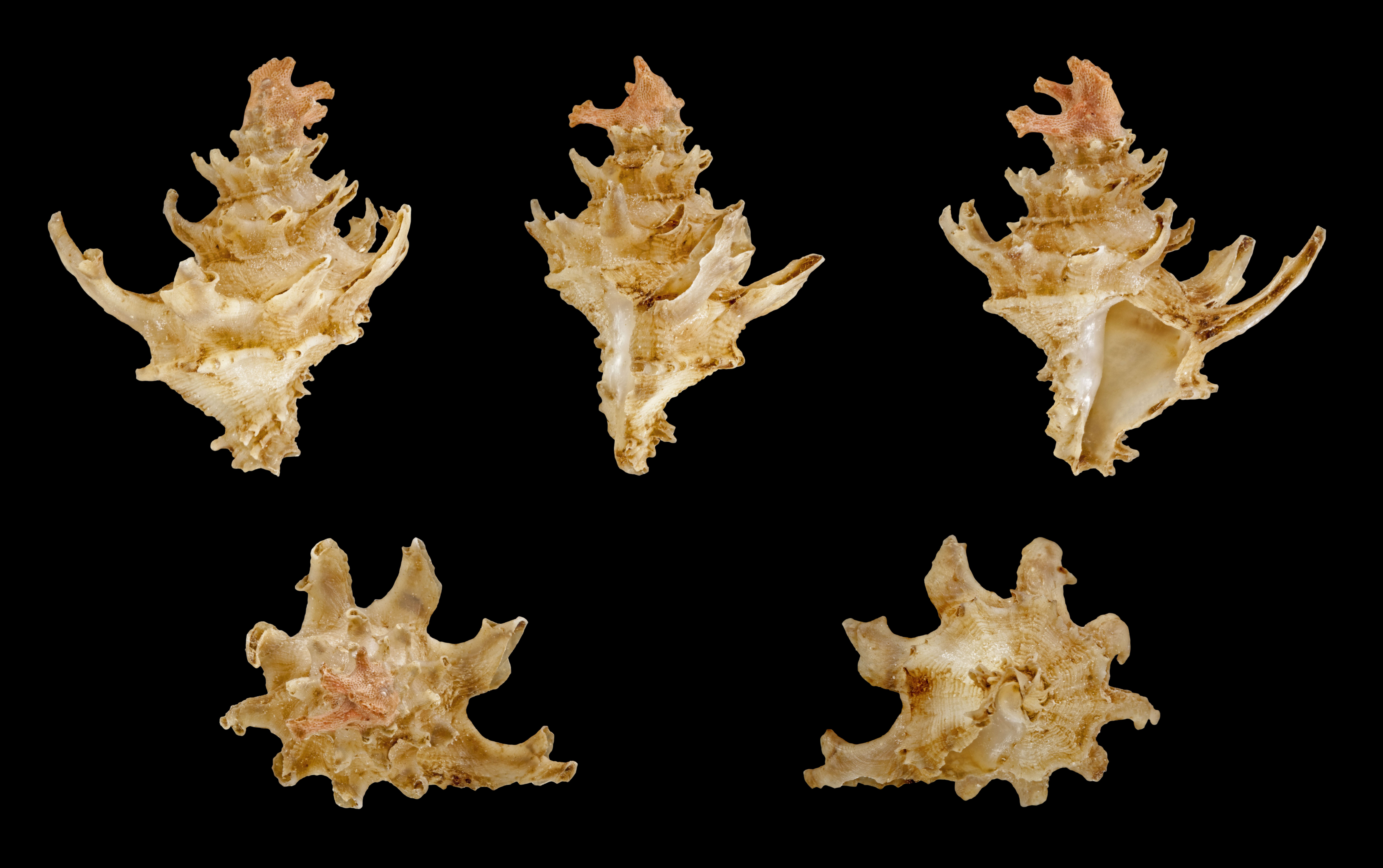 Image of Babelomurex gemmatus (Shikama 1966)
