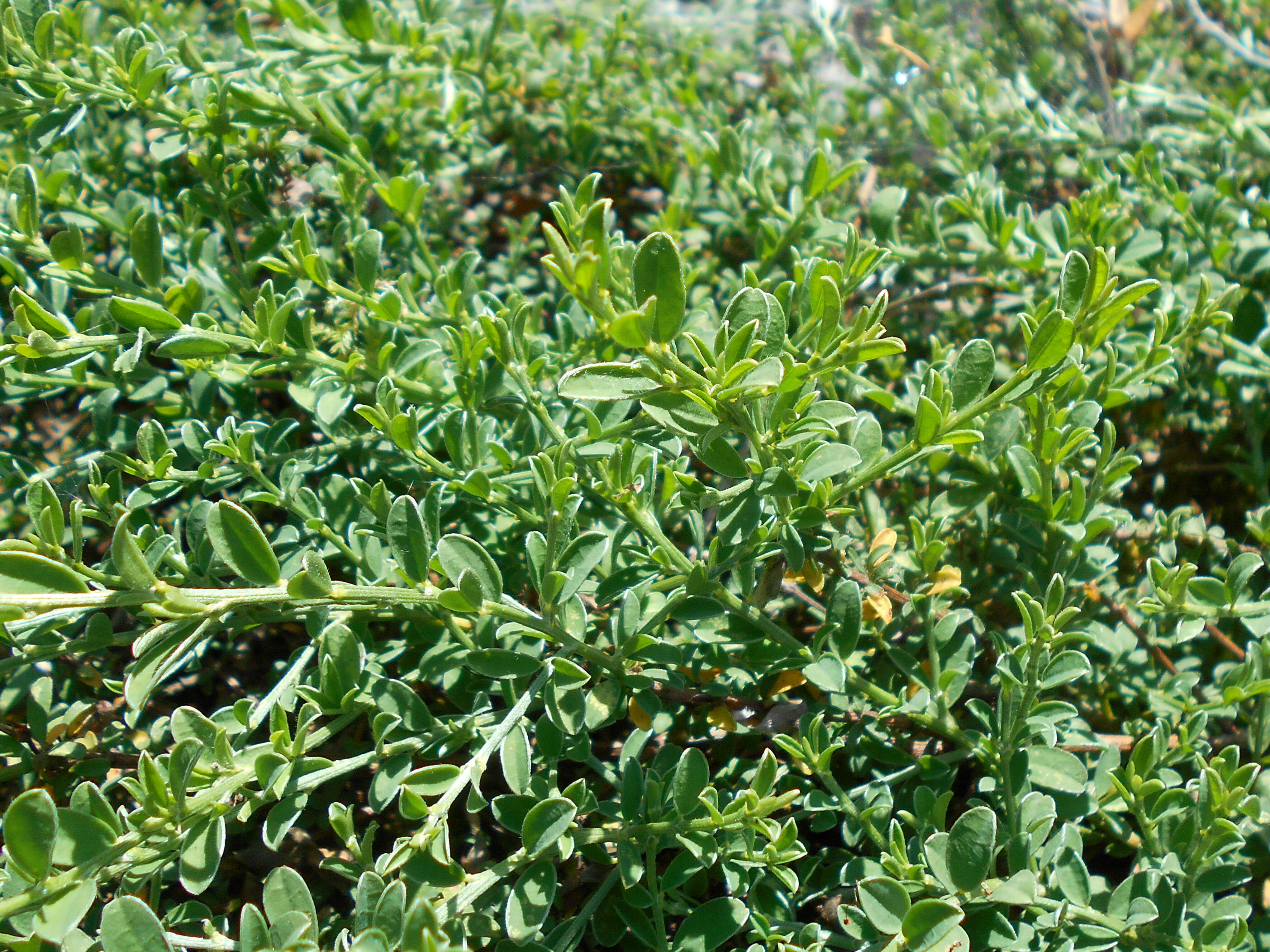 Imagem de Genista pilosa L.