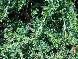 Imagem de Genista pilosa L.