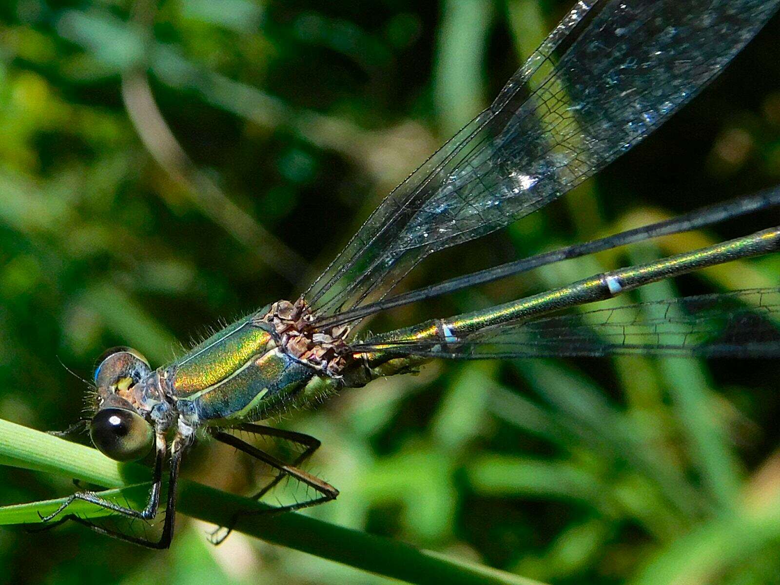 Image of Chalcolestes Kennedy 1920