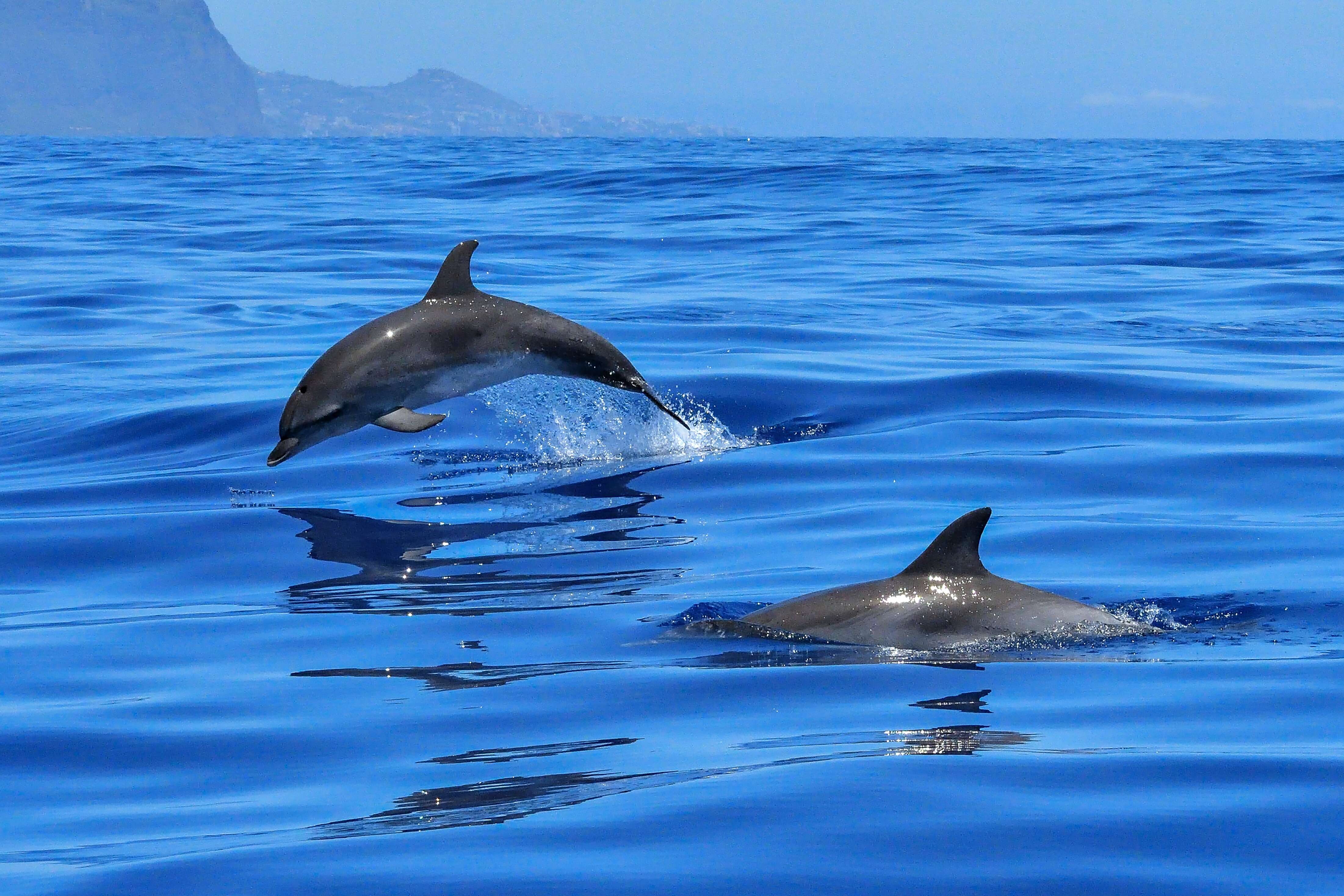 Image of Bottlenose Dolphin