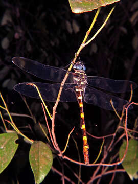 Image of Epophthalmia vittata Burmeister 1839