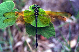 Plancia ëd Chlorogomphus campioni (Fraser 1924)