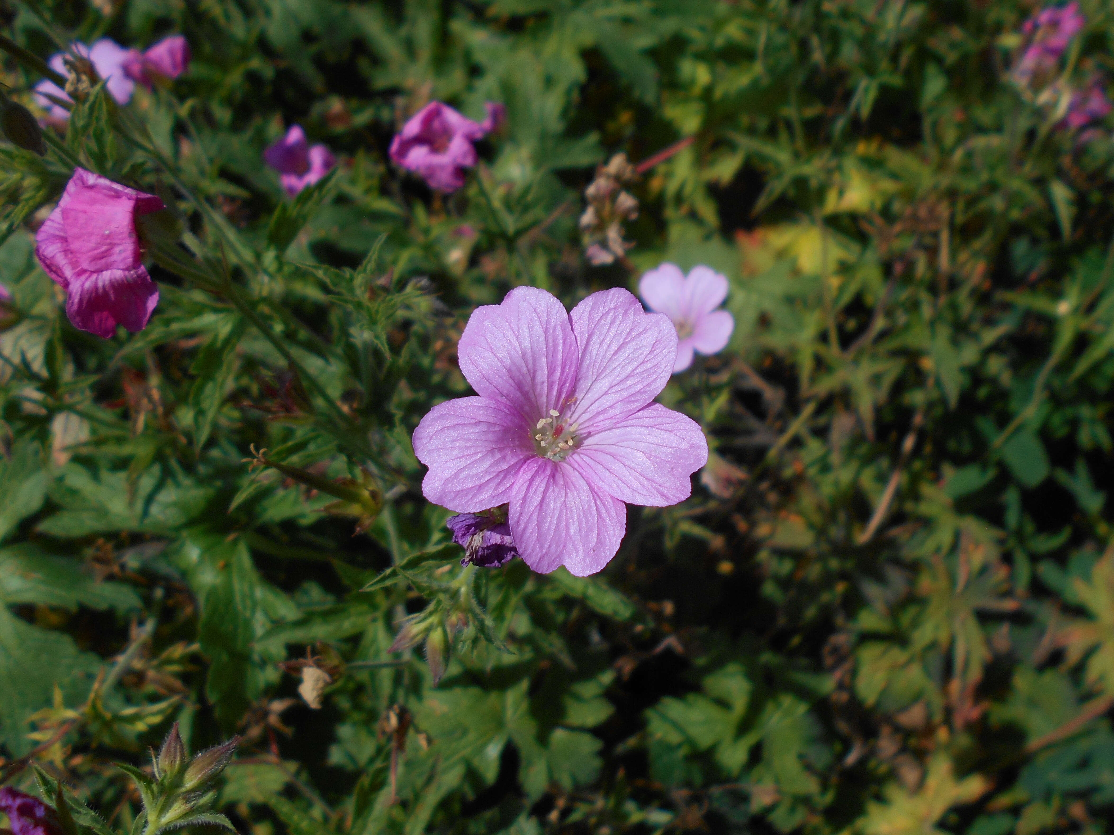 Imagem de Geranium endressii J. Gay