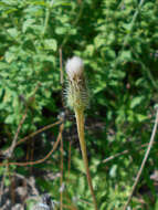 Image of Hypochaeris robertia (Sch. Bip.) Fiori