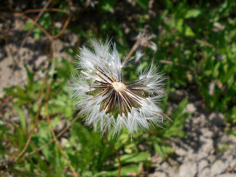 Image of Hypochaeris robertia (Sch. Bip.) Fiori