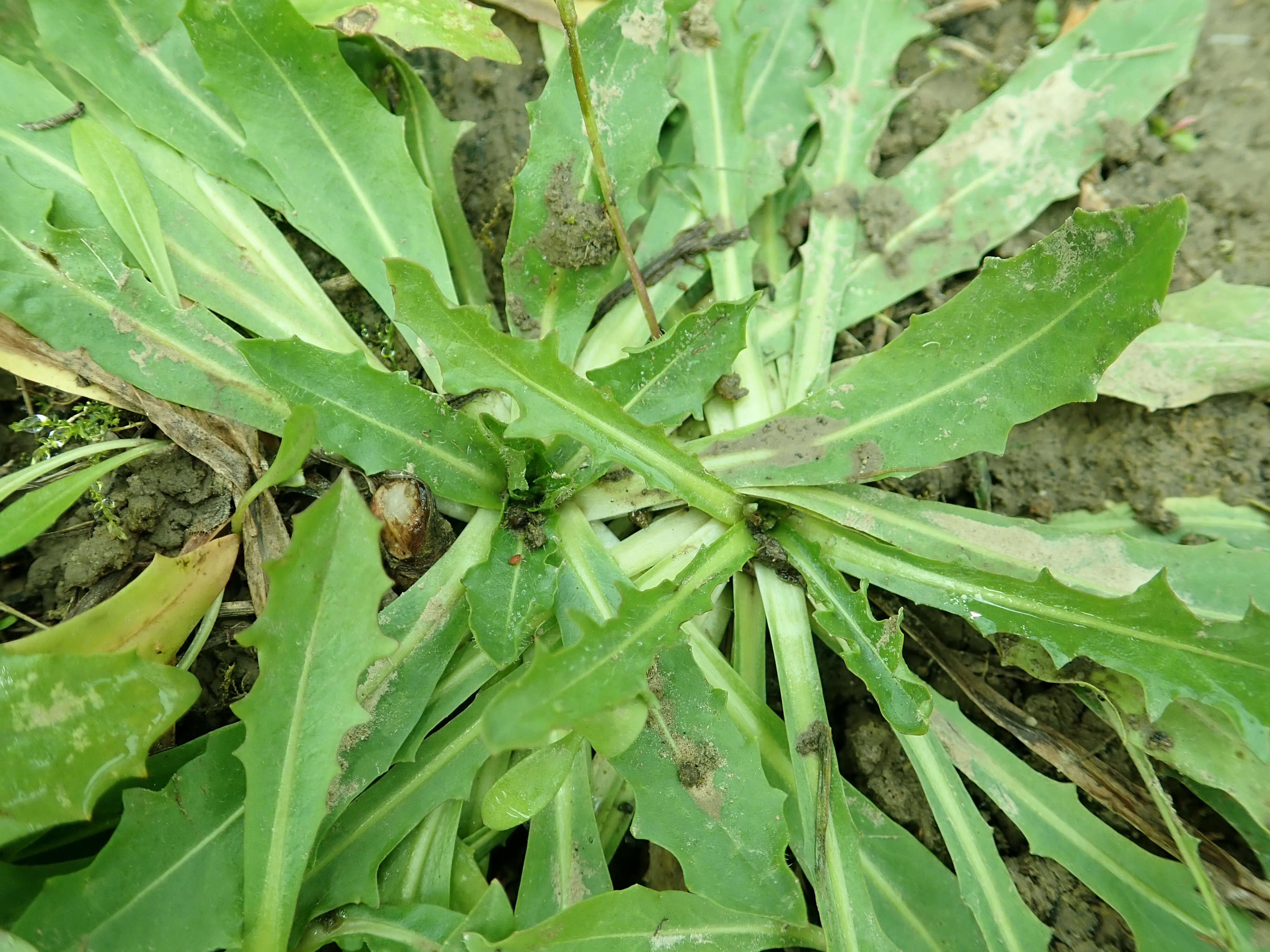 Image of Hypochaeris robertia (Sch. Bip.) Fiori