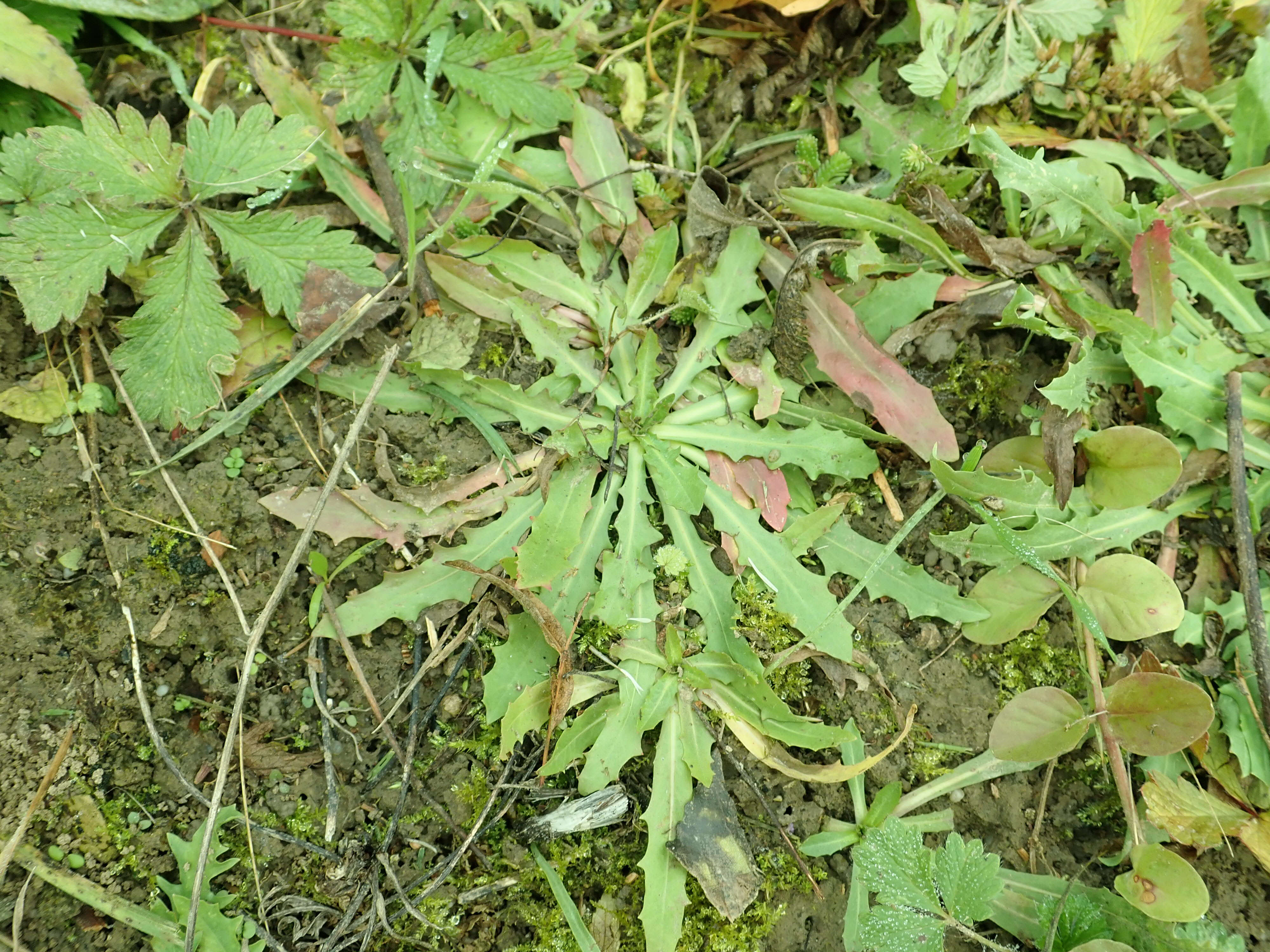 Image of Hypochaeris robertia (Sch. Bip.) Fiori