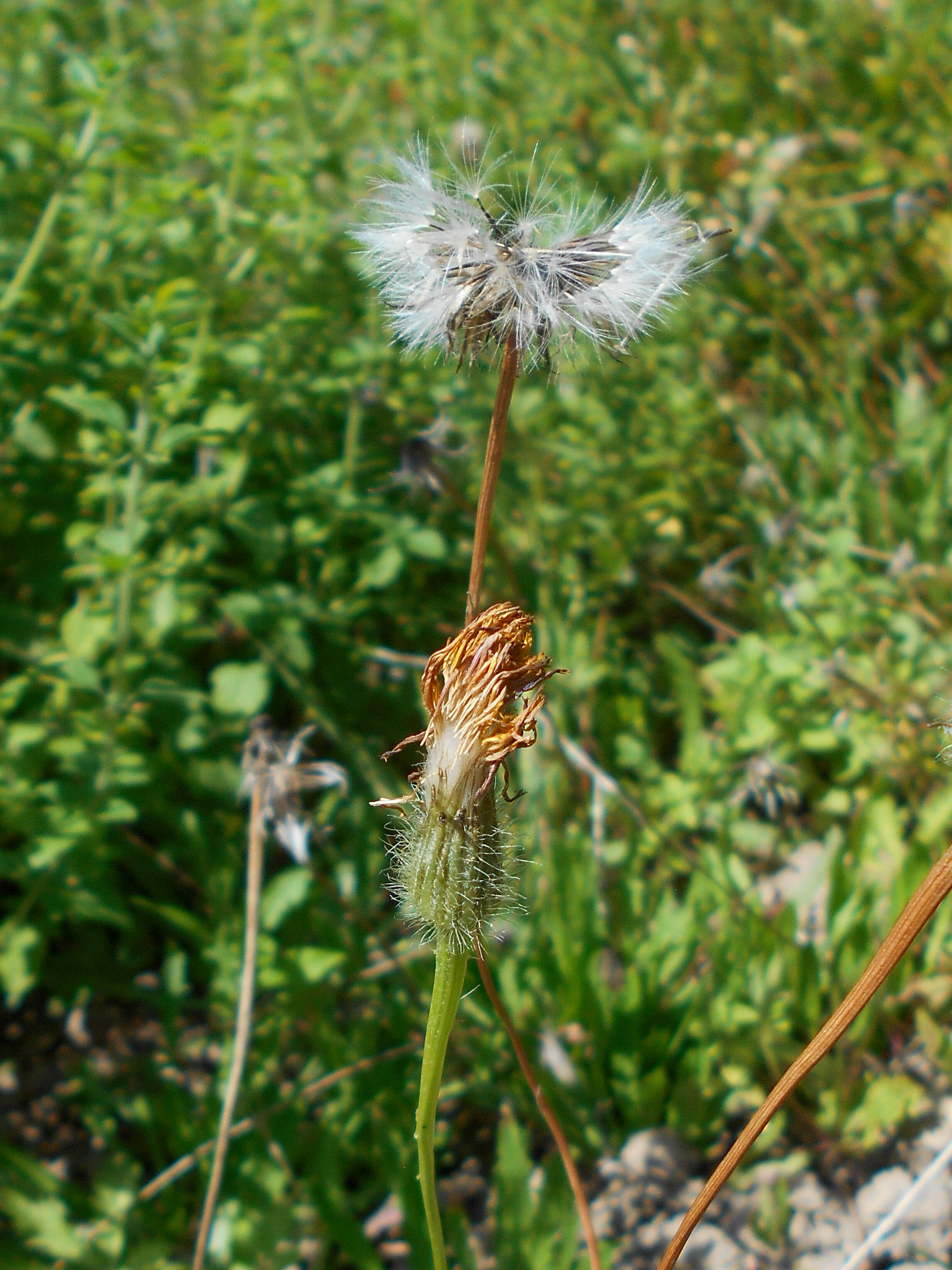 Image of Hypochaeris robertia (Sch. Bip.) Fiori