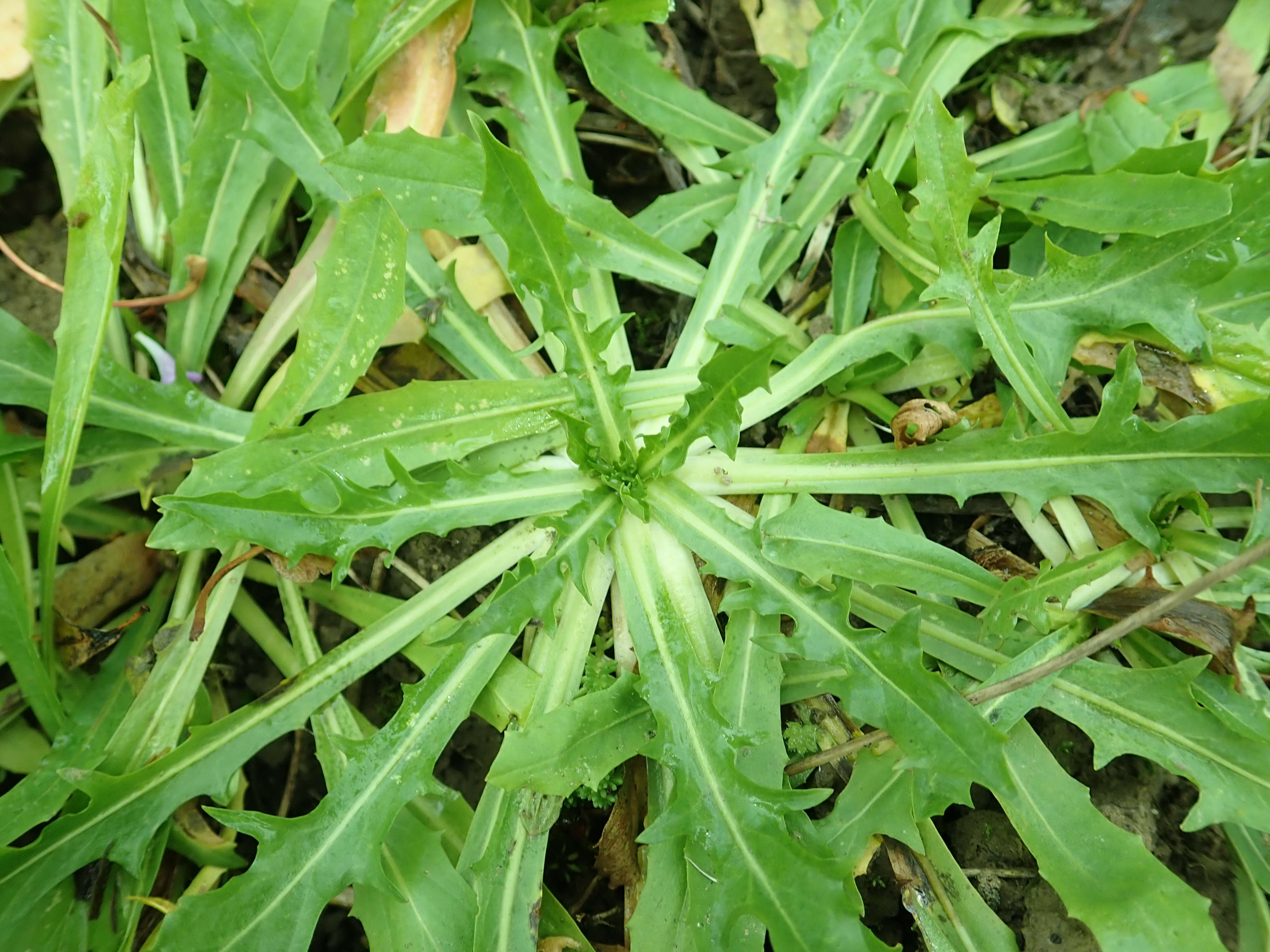 Image of Hypochaeris robertia (Sch. Bip.) Fiori