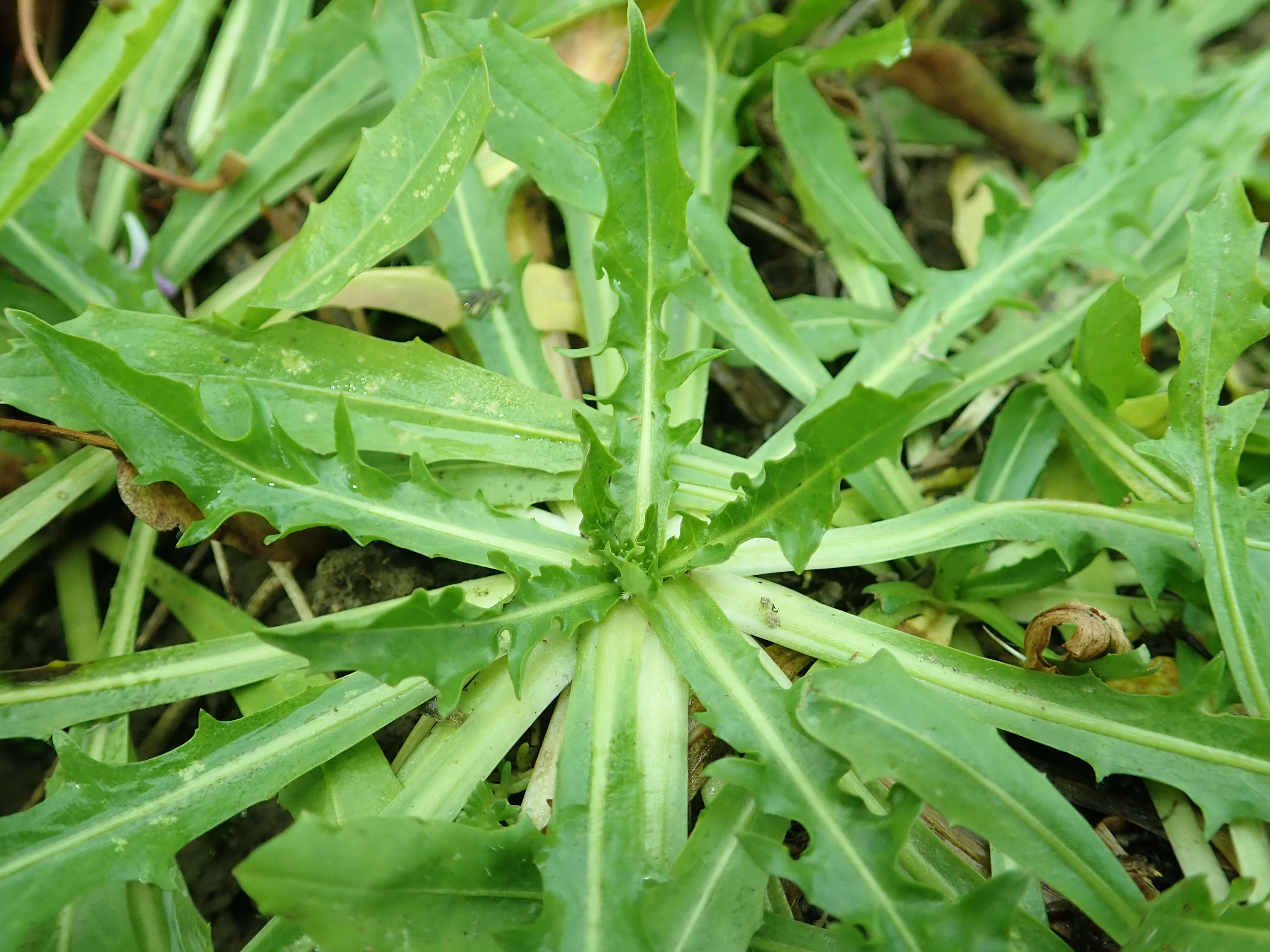 Image of Hypochaeris robertia (Sch. Bip.) Fiori