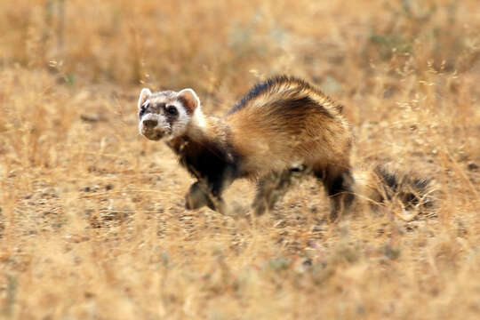 Image of Steppe Polecat