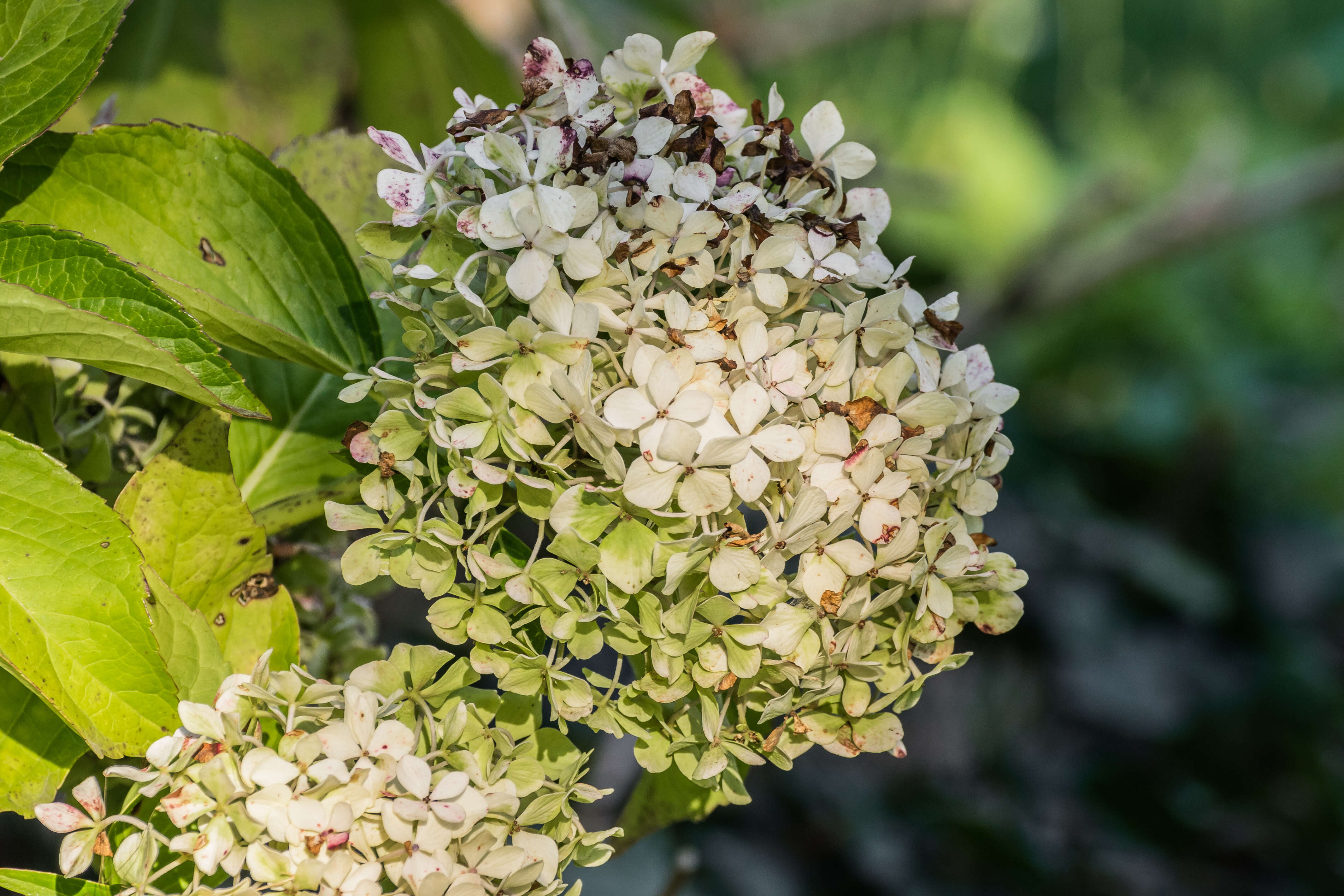 Image of panicled hydrangea