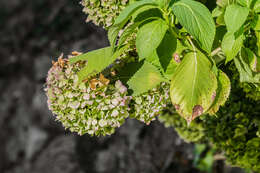 Image of panicled hydrangea