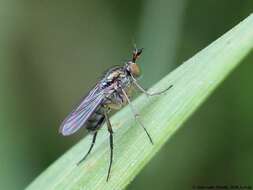 Imagem de Dolichopus longicornis Stannius 1831