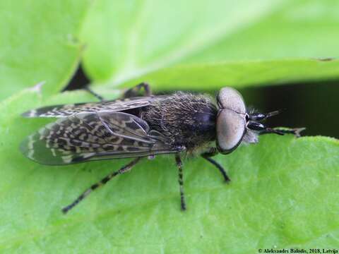 Image de Haematopota pluvialis (Linnaeus 1758)