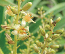 Image of Dracaena kaweesakii Wilkin & Suksathan