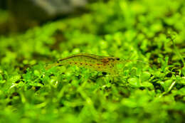 Image of Caridina multidentata