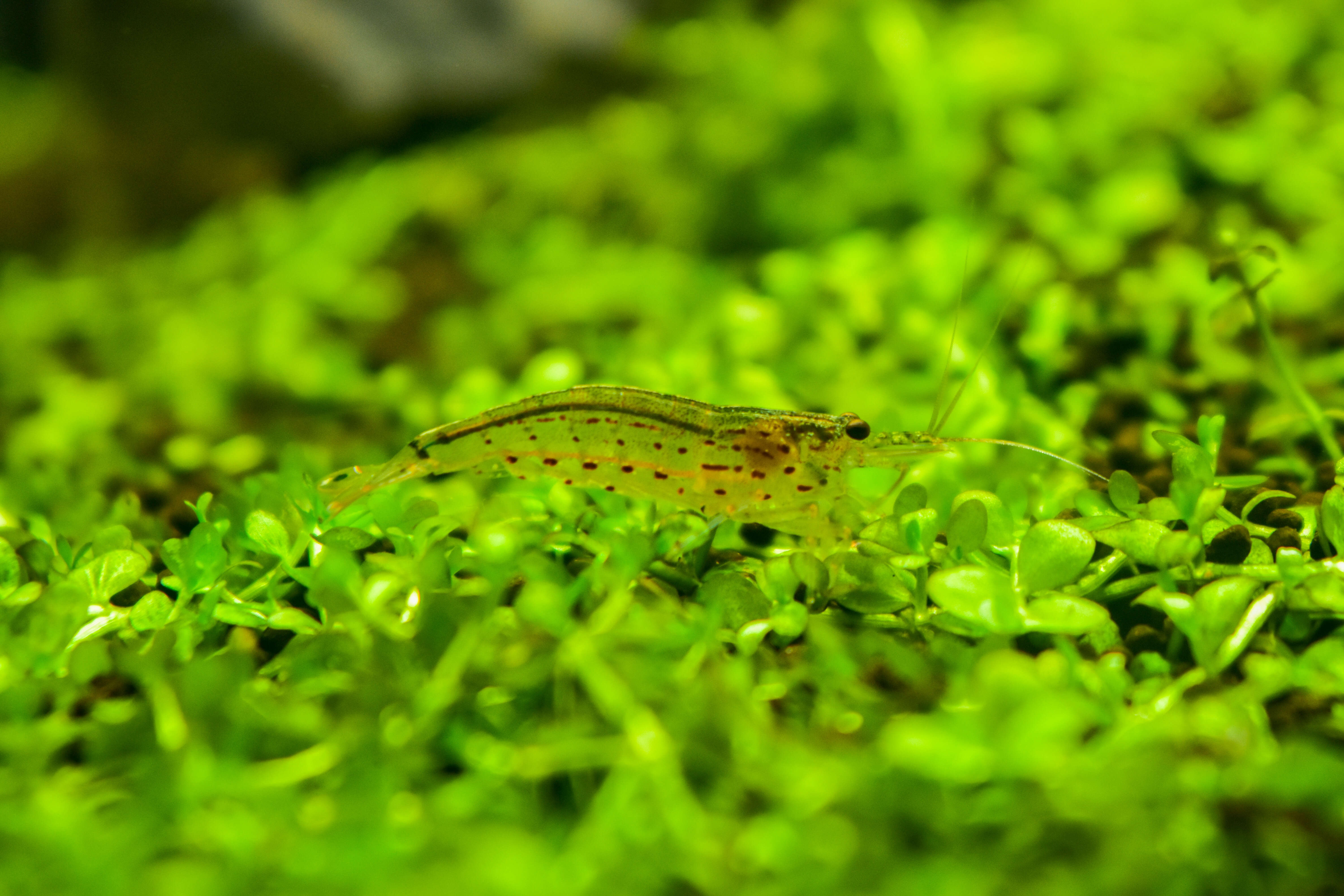 Image of Caridina multidentata