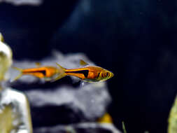 Image of Lambchop rasbora