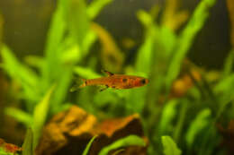 Image of Dwarf Rasbora