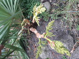 Image of Trachycarpus nanus Becc.