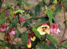 Image of trailing abutilon