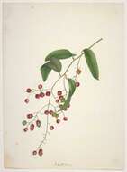 Image of Ripogonum scandens J. R. Forst. & G. Forst.