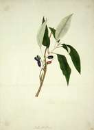 Imagem de Fuchsia excorticata (J. R. & G. Forst.) L. fil.