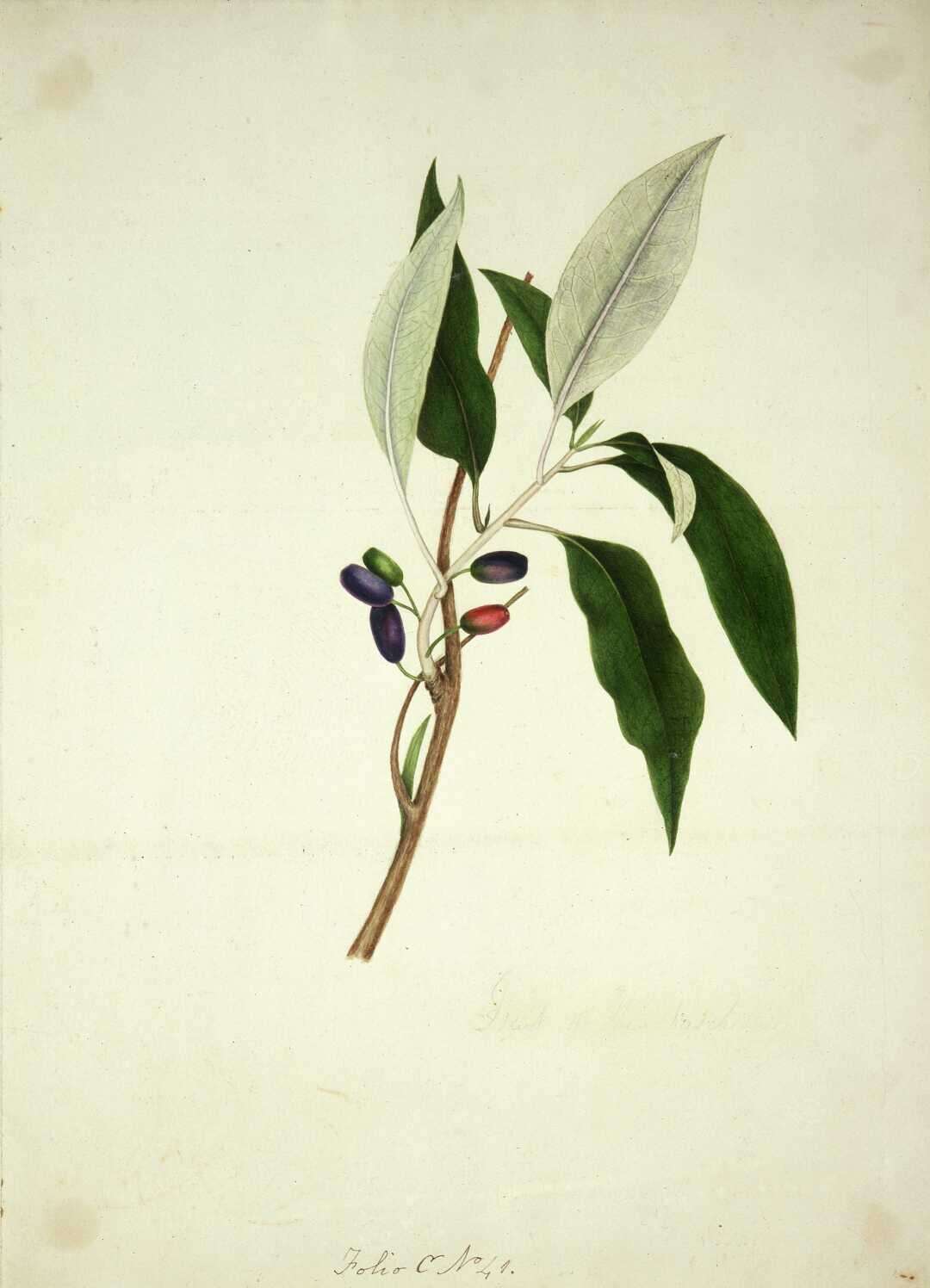 Image of New Zealand fuchsia