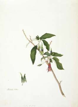 Image of New Zealand fuchsia