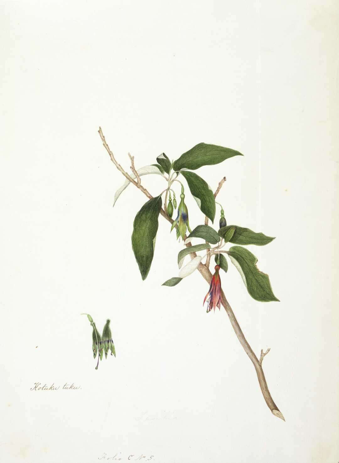 Imagem de Fuchsia excorticata (J. R. & G. Forst.) L. fil.