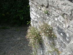 Sivun Erigeron karvinskianus DC. kuva