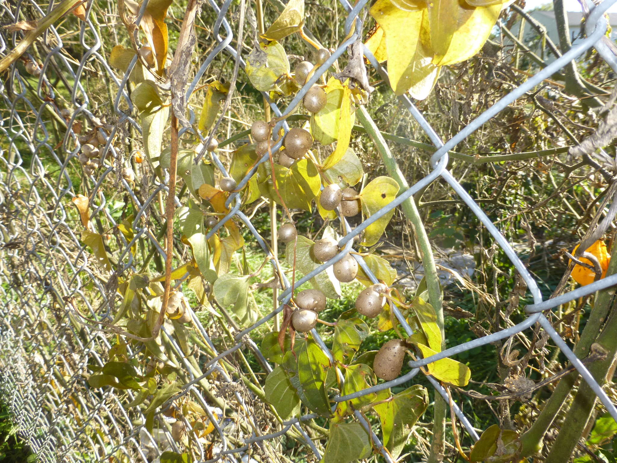 Image of Chinese yam