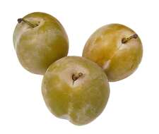 Image of greengage