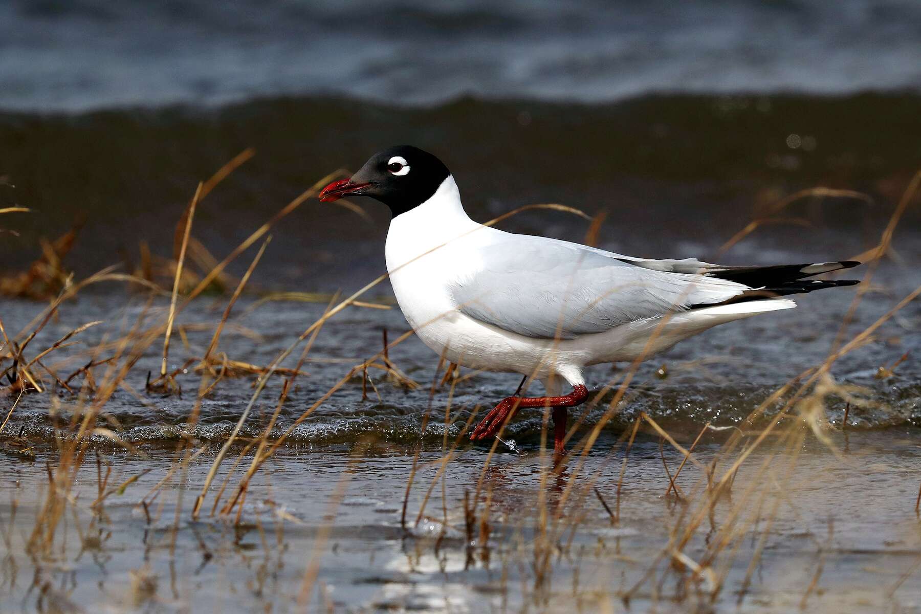 Image of Relict Gull