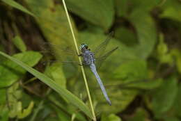 Image of Orthetrum luzonicum (Brauer 1868)