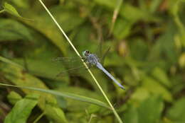 Image of Orthetrum luzonicum (Brauer 1868)