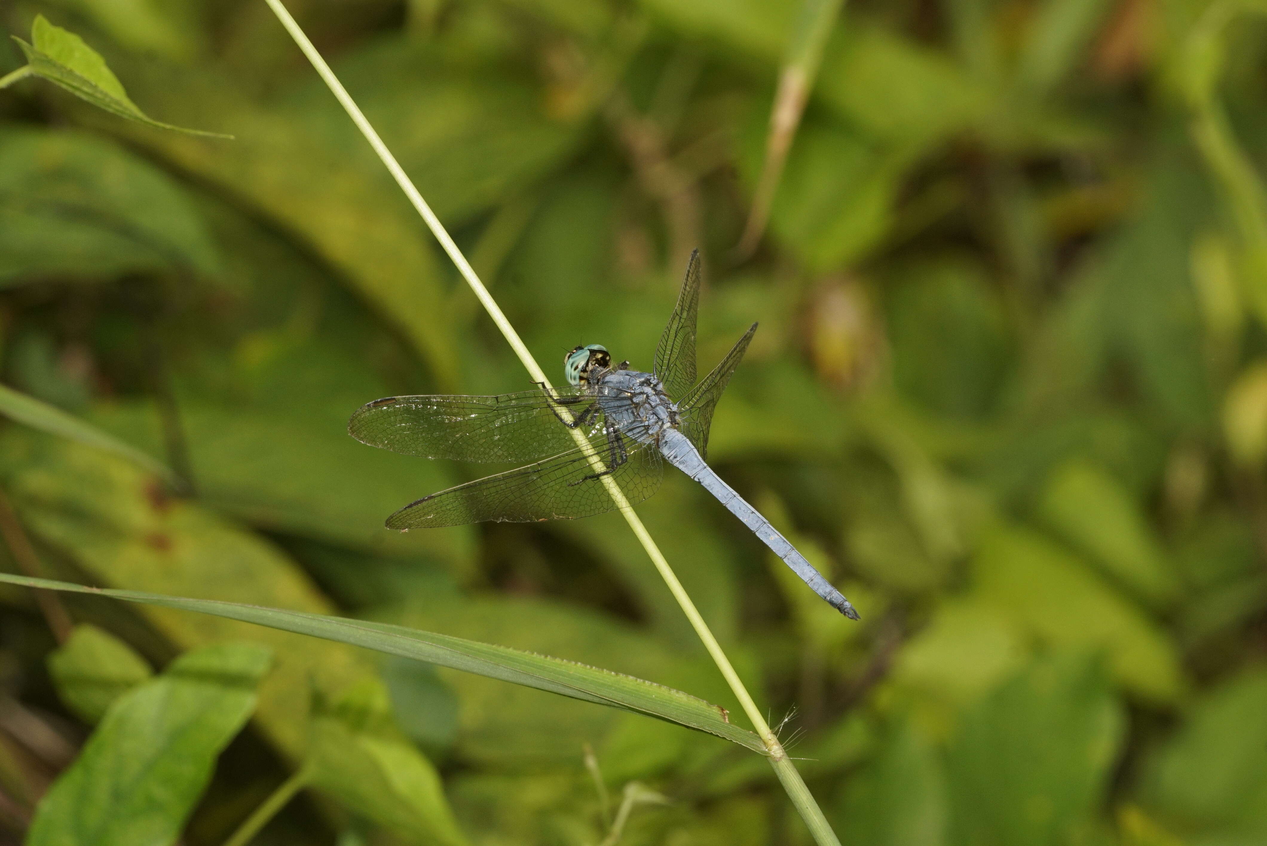 Image of Orthetrum luzonicum (Brauer 1868)